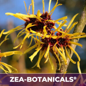 Witch hazel leaf zea-botanicals