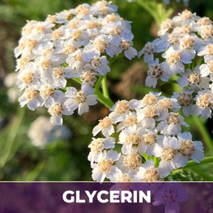 Yarrow flower in glycerin