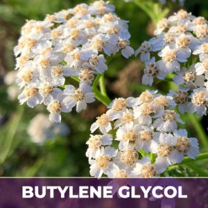 Yarrow flowers in bg