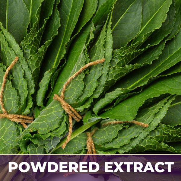Yellow dock root pe