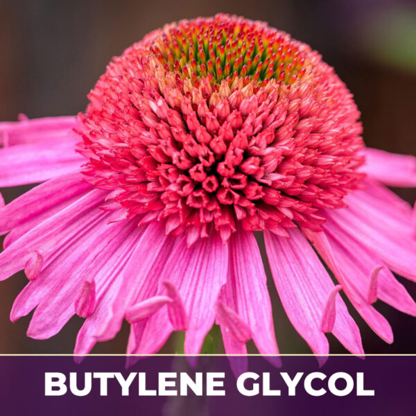 ECHINACEA FLOWERING TOPS, PE