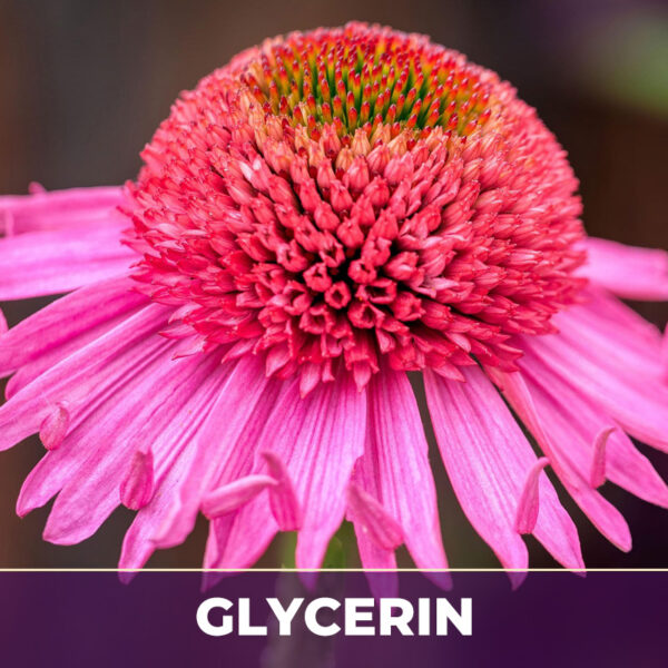 ECHINACEA IN GLYCERIN