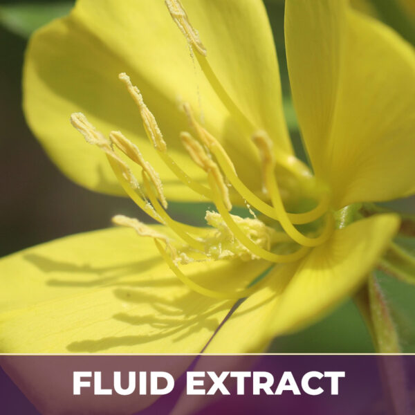 EVENING PRIMROSE, FE