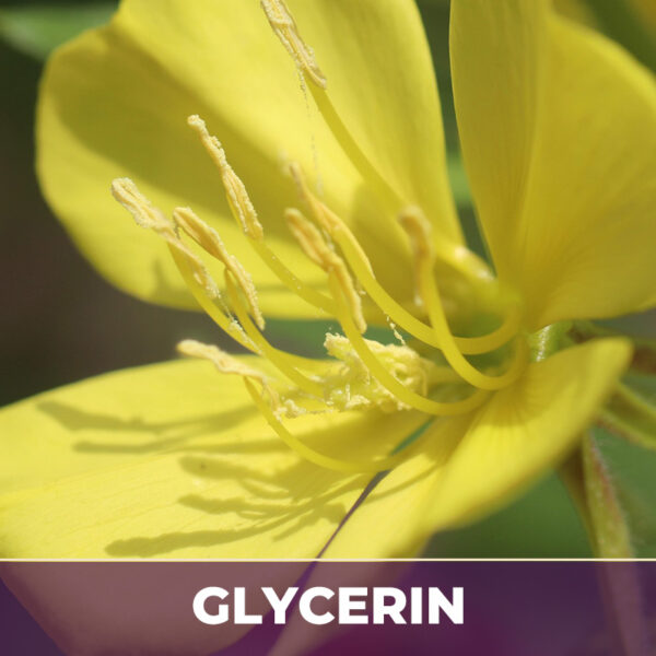 EVENING PRIMROSE FLOWER IN GLYCERIN