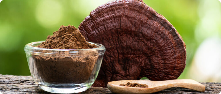 Dry Lingzhi or Reishi mushroom and powder on natural background.