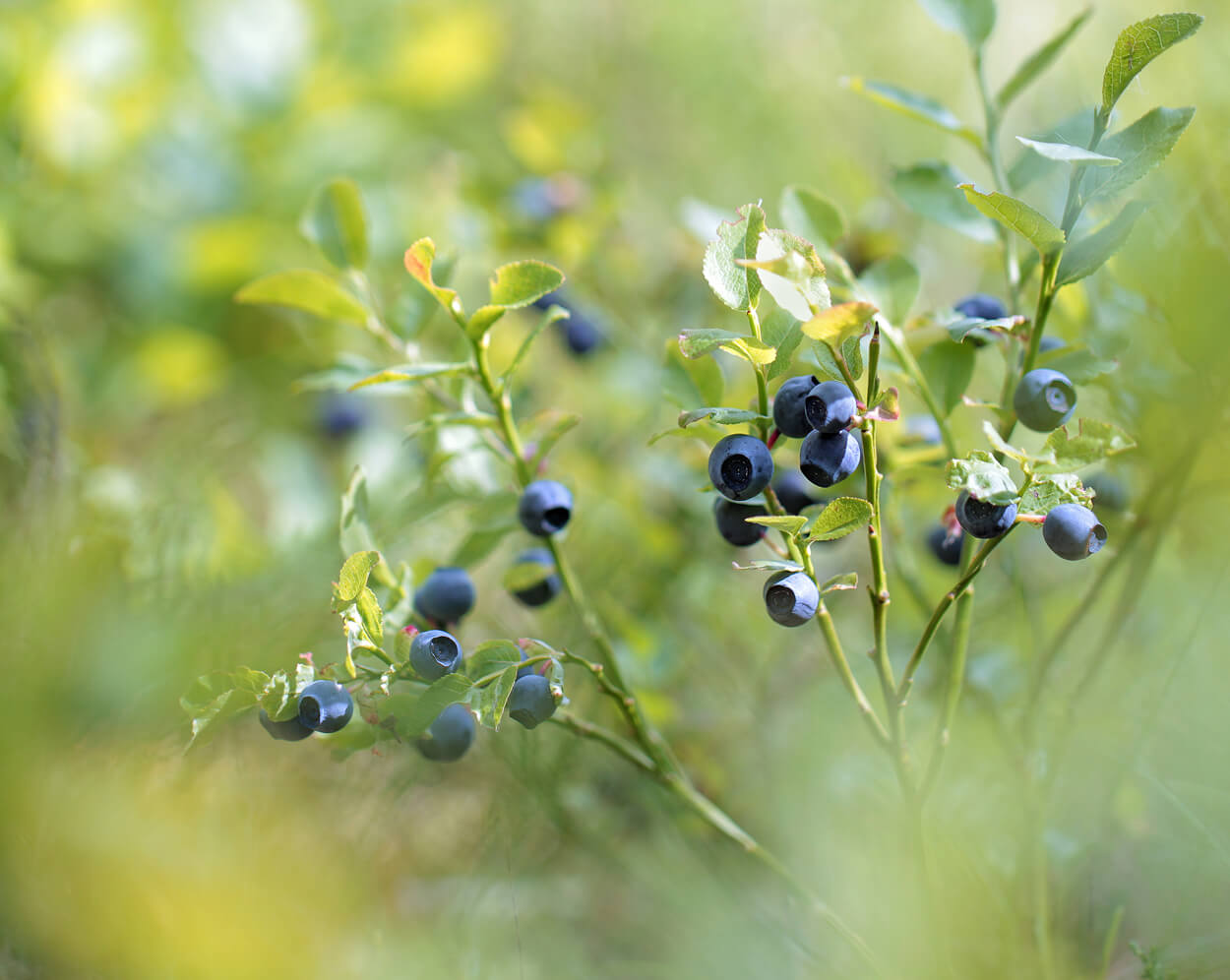 Micro shot of a Bilberry plant used for eye health.