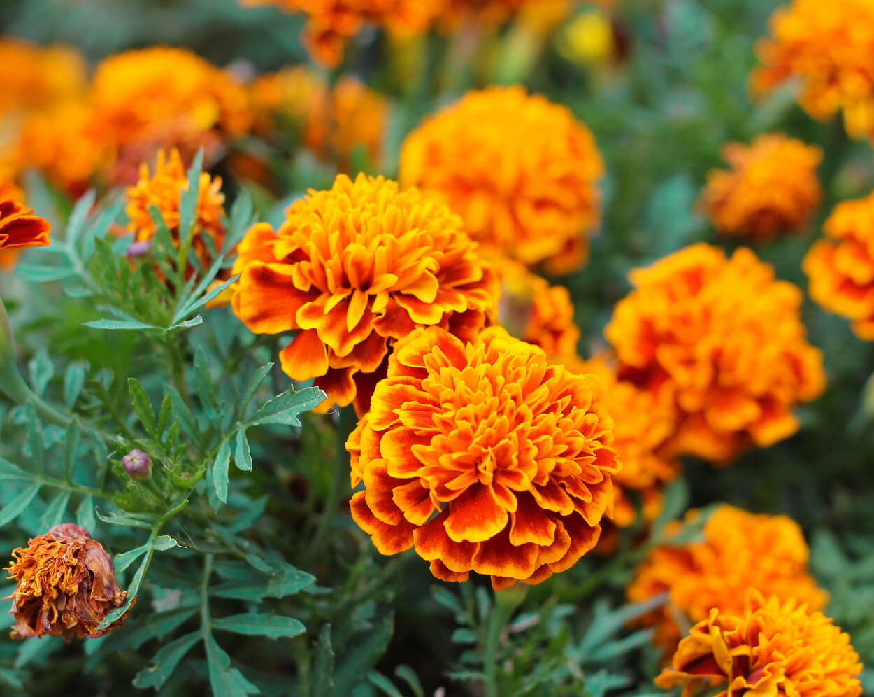 Close-up of merigold flowers in a flower bed.