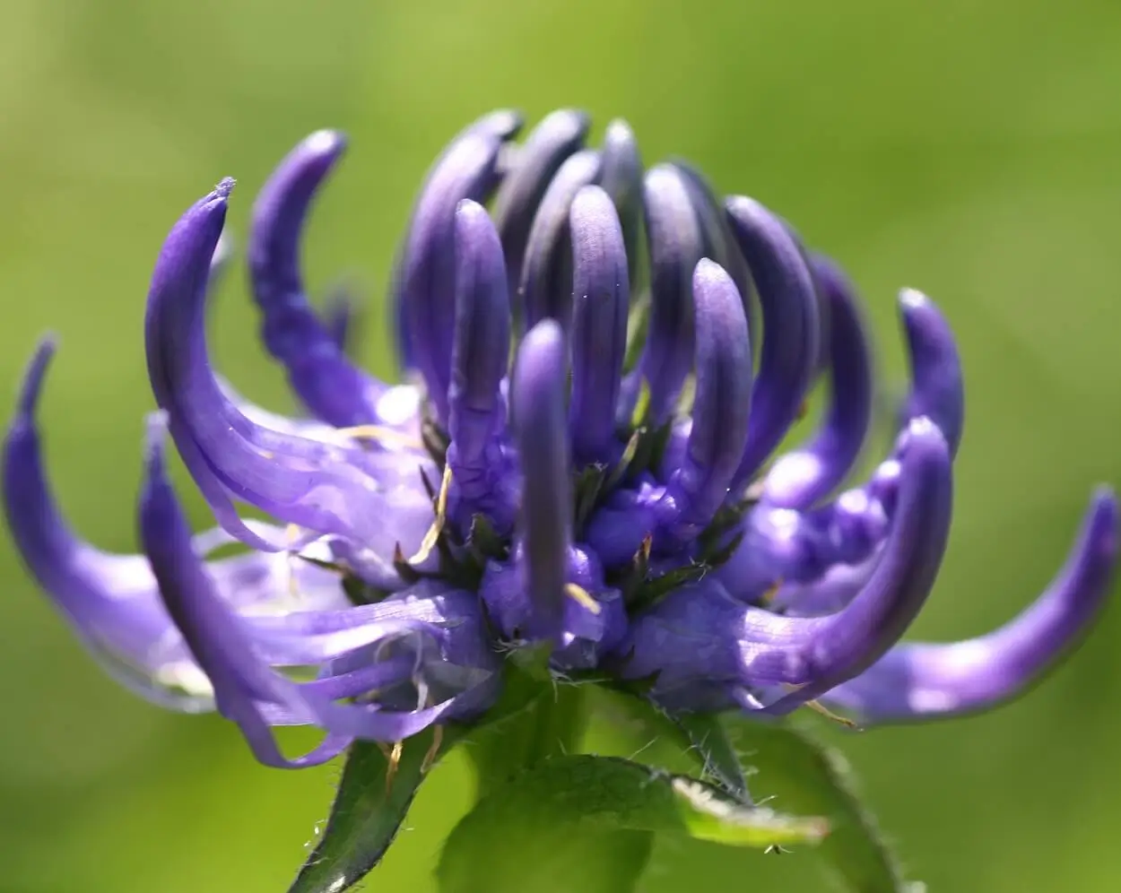 herbs for bones and joints
