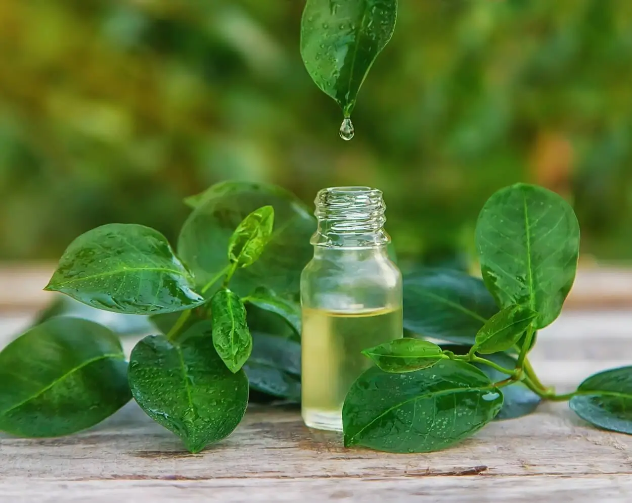herbs for weight loss and energy