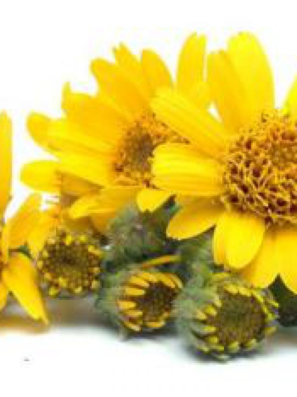 Arnica-Montana-web-pic-1.jpg