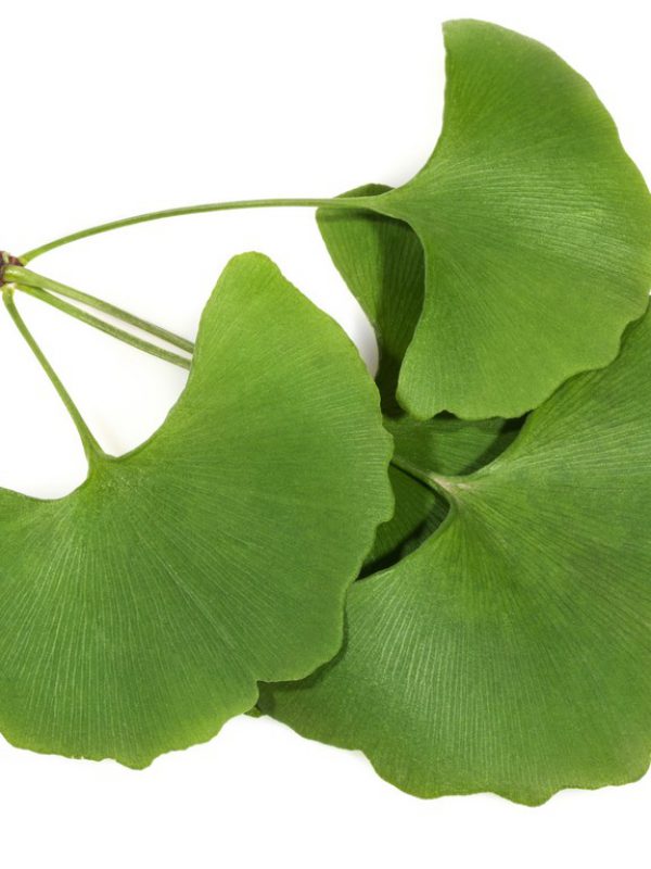 Ginkgo-1.jpg