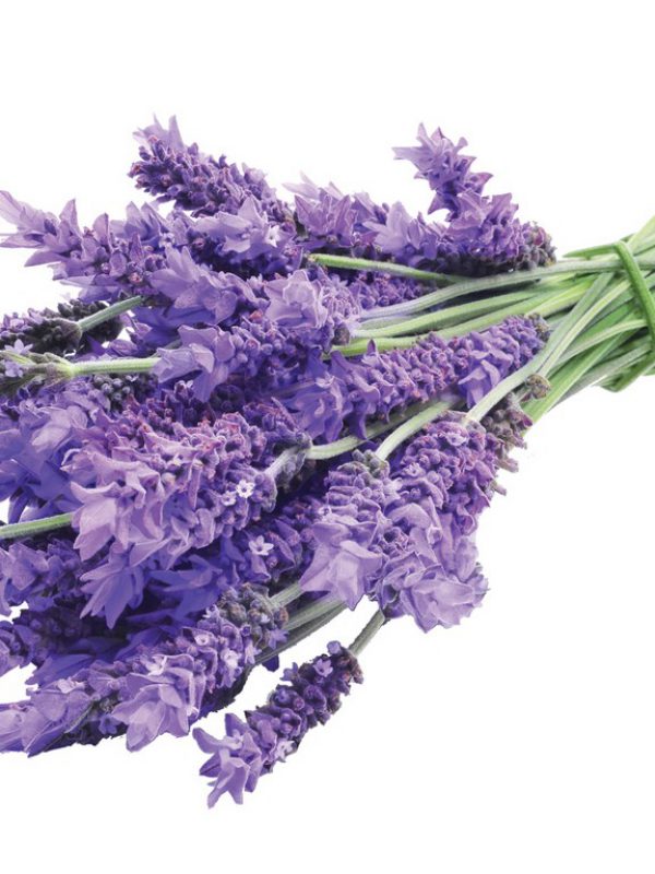 Lavender-2.jpg