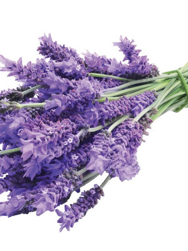 Lavender.jpg