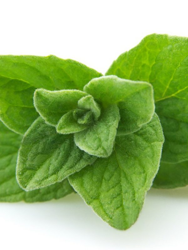 Oregano.jpg