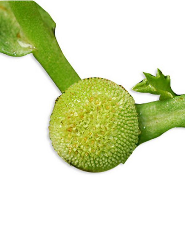 Phytoplenonlyn.jpg
