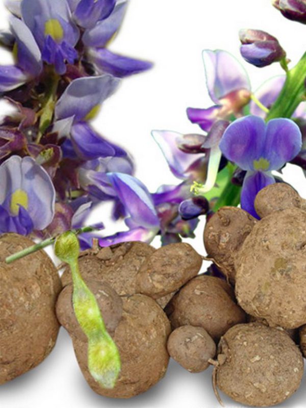 Pueraria-Mirifica-Photo.jpg