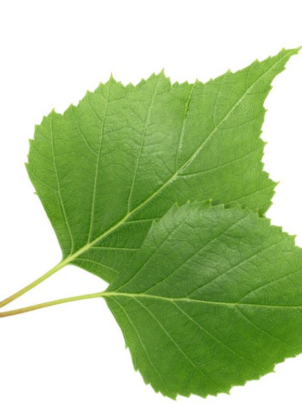 birch-leaf.jpg