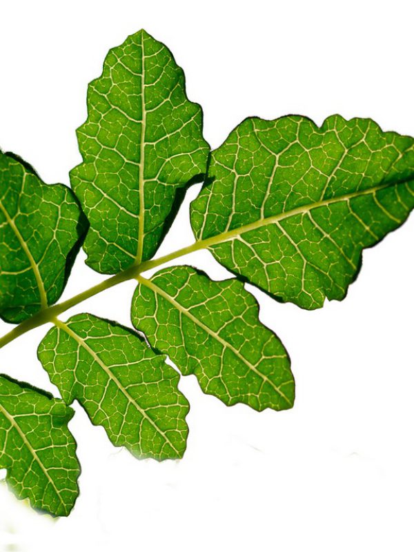 boswellia.jpg