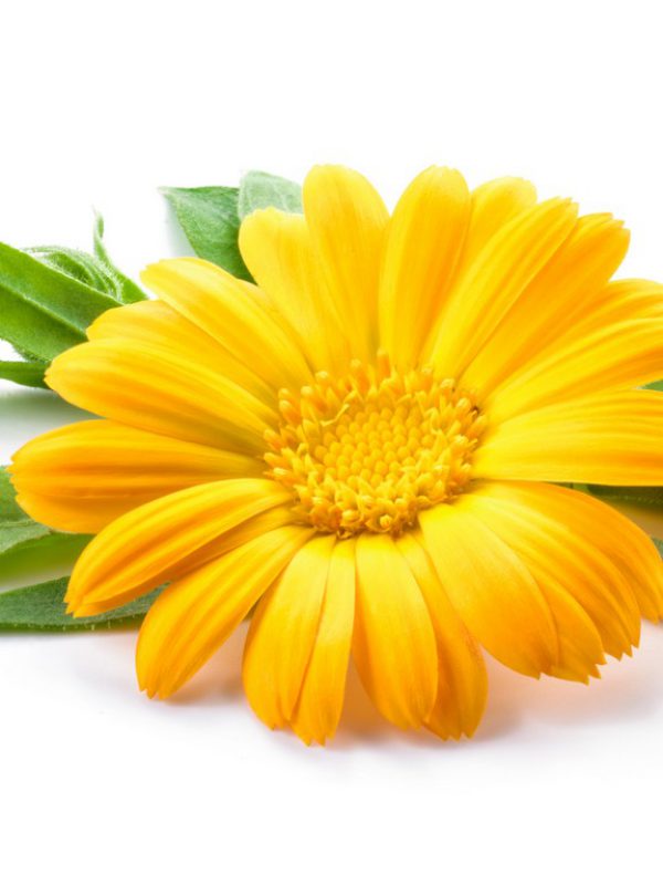 calendula.jpg