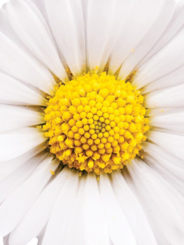 chamomile-2.jpg
