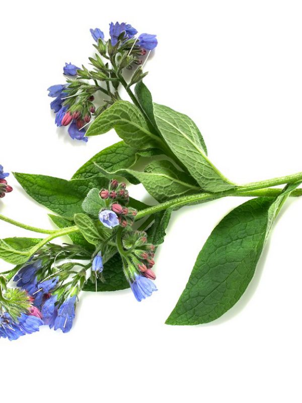 comfrey-leaf.jpg