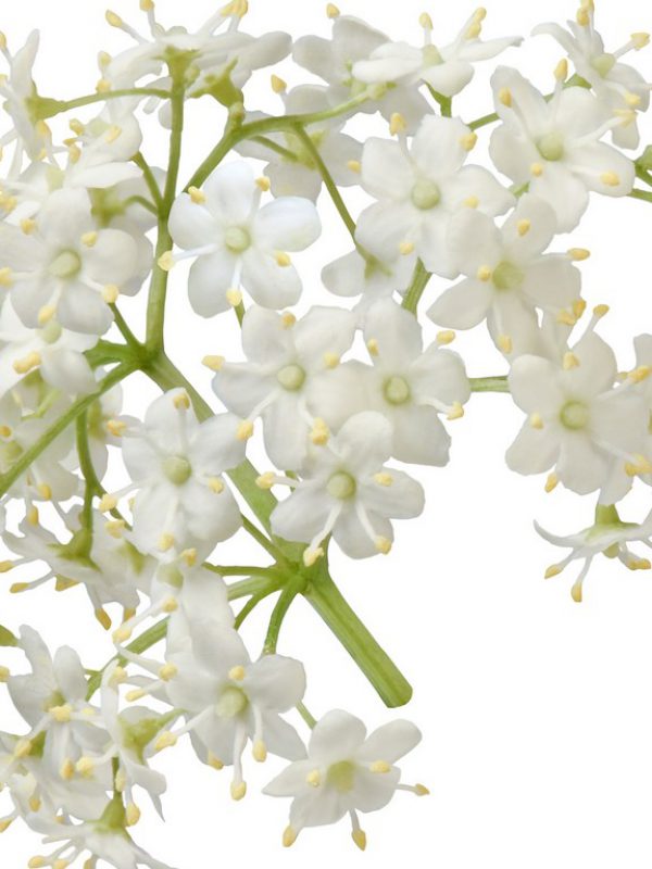 elderflower.jpg