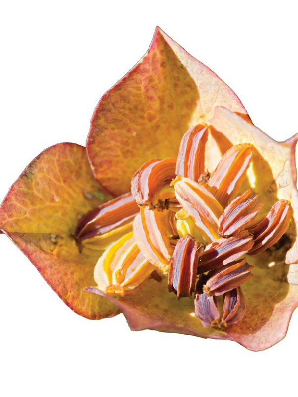 product_Bupleurum.jpg