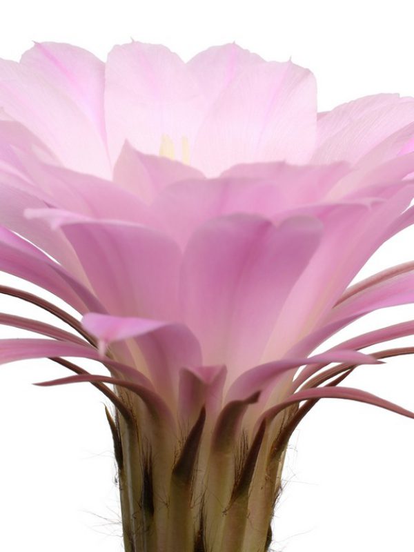 product_Cactus-Grandiflorus-Flower.jpg
