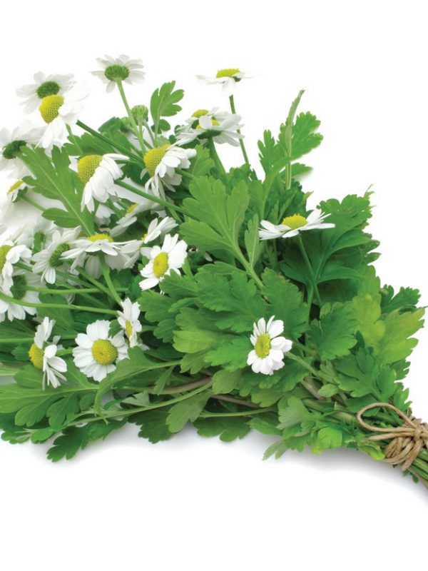 Feverfew Herb Chrysanthemum Parthenium (Feverfew) Extract BioBotanica