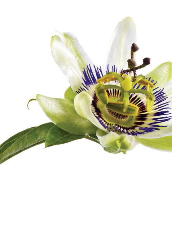 product_PassionFlower-1.jpg