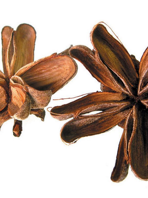 product_Quillaja.jpg