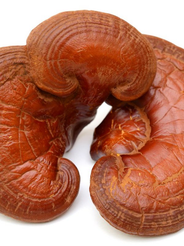 product_Reishi-Mushroom.jpg