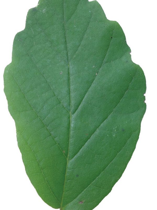 product_Witch-Hazel-Leaf-And-Twig-1.jpg