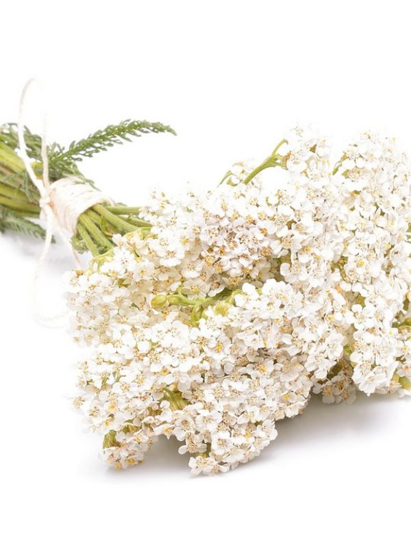 product_Yarrow-Flowers-1.jpg