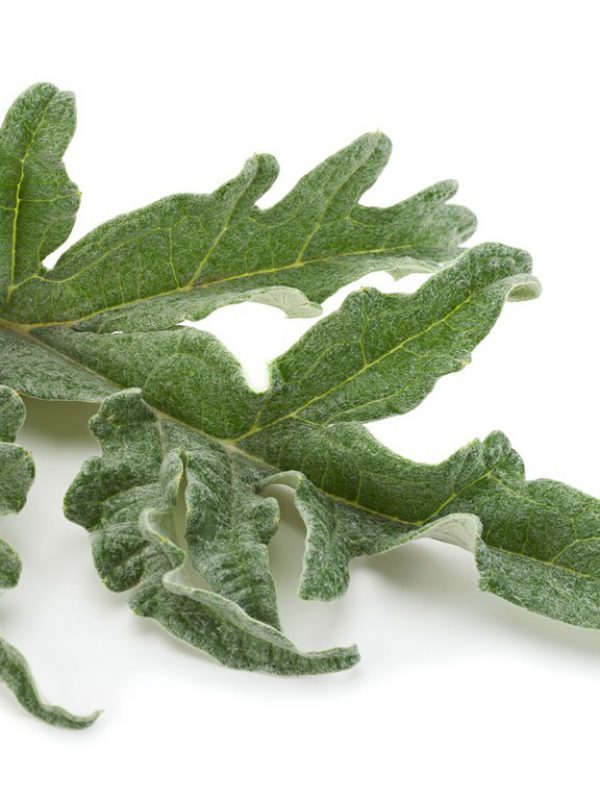 product_artichoke-leaf-1.jpg