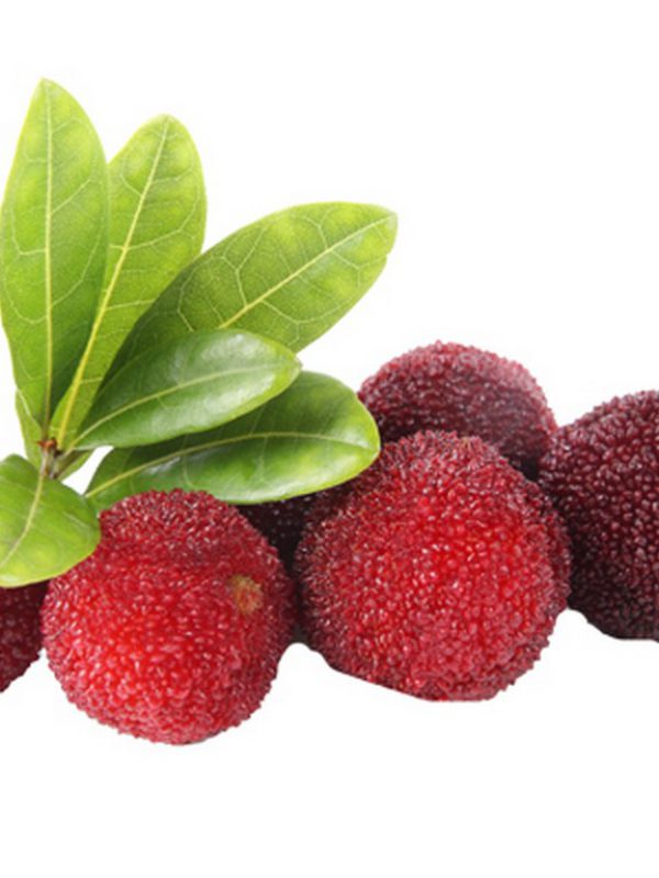 product_bayberry.jpg