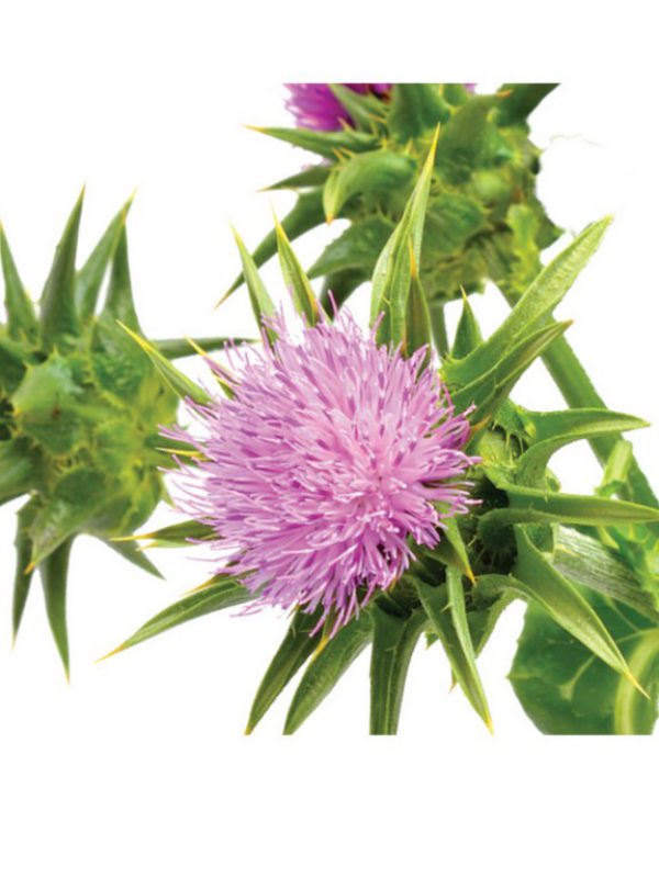 product_blessed-thistle.jpg