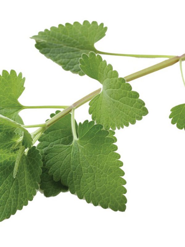 product_catnip-1.jpg
