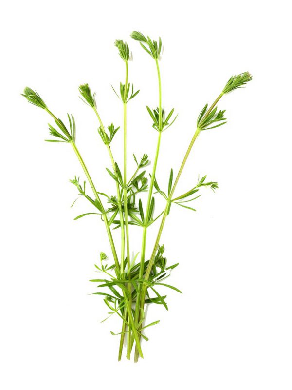 Cleavers Herb Galium Aparine Extract BioBotanica
