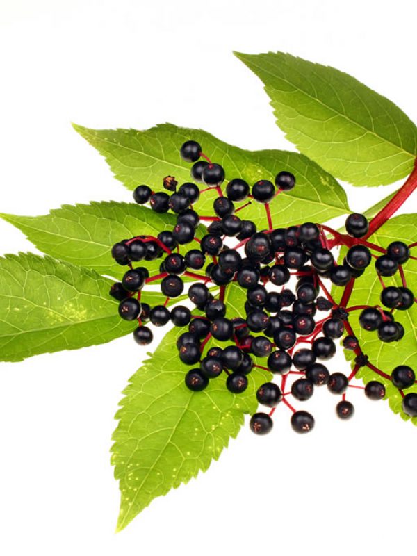 product_elderberry-1.jpg