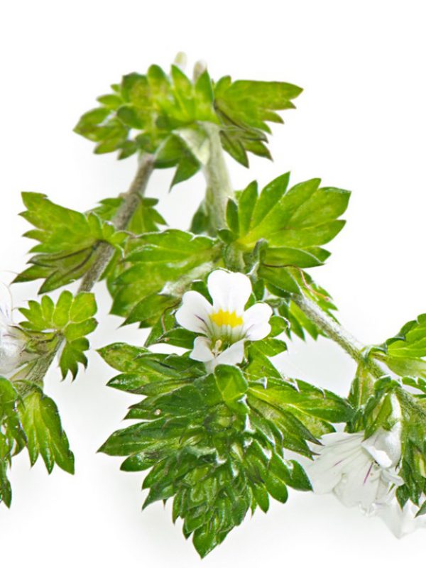 product_eyebright-1.jpg