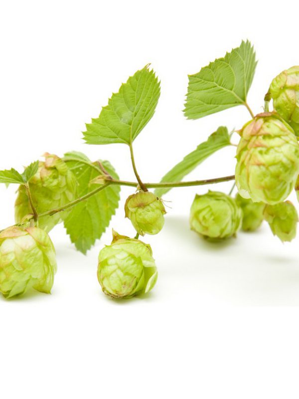 product_hops-1.jpg