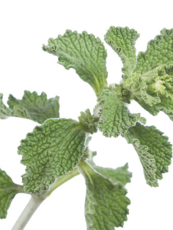 Horehound Herb Marrubium Vulgare Extract BioBotanica