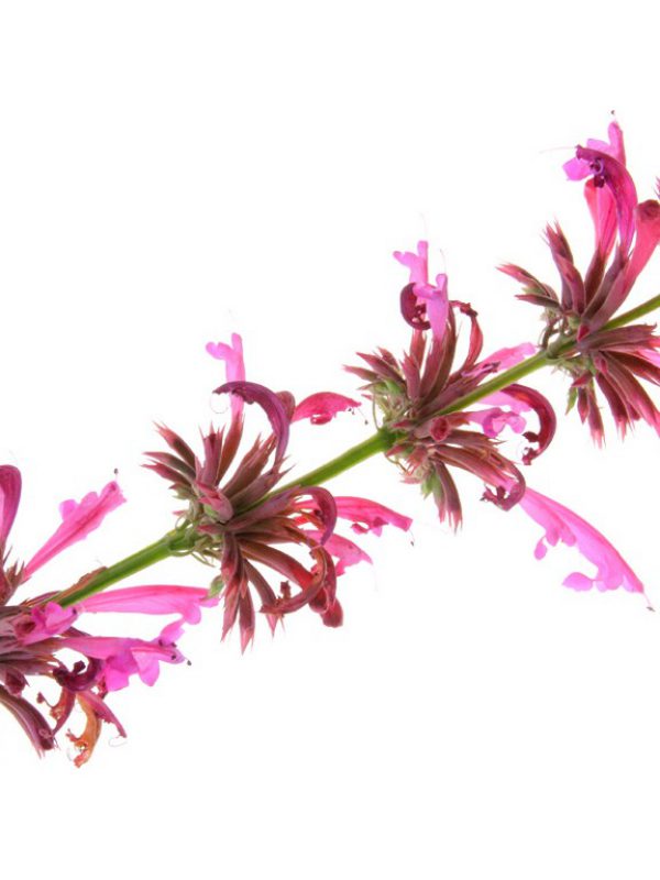 product_hyssop-1.jpg