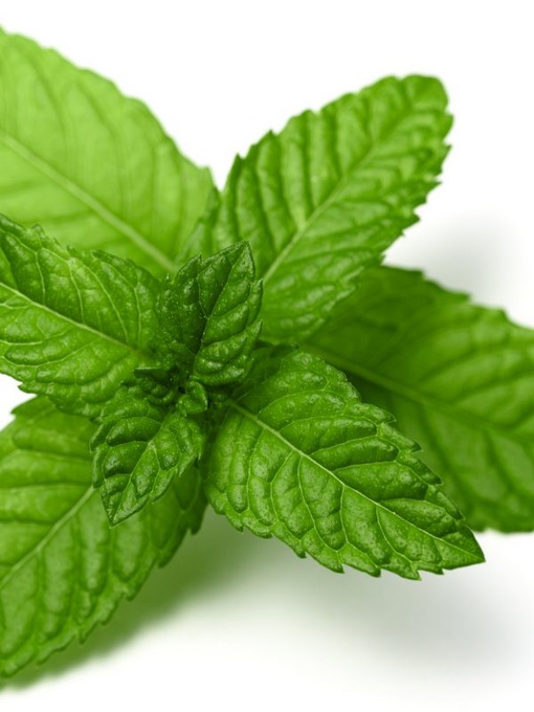 Peppermint Leaf Mentha Piperita (Peppermint) Leaf Extract Botanical