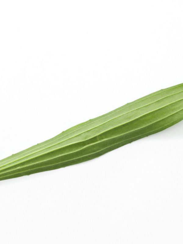product_plantain-leaf.jpg