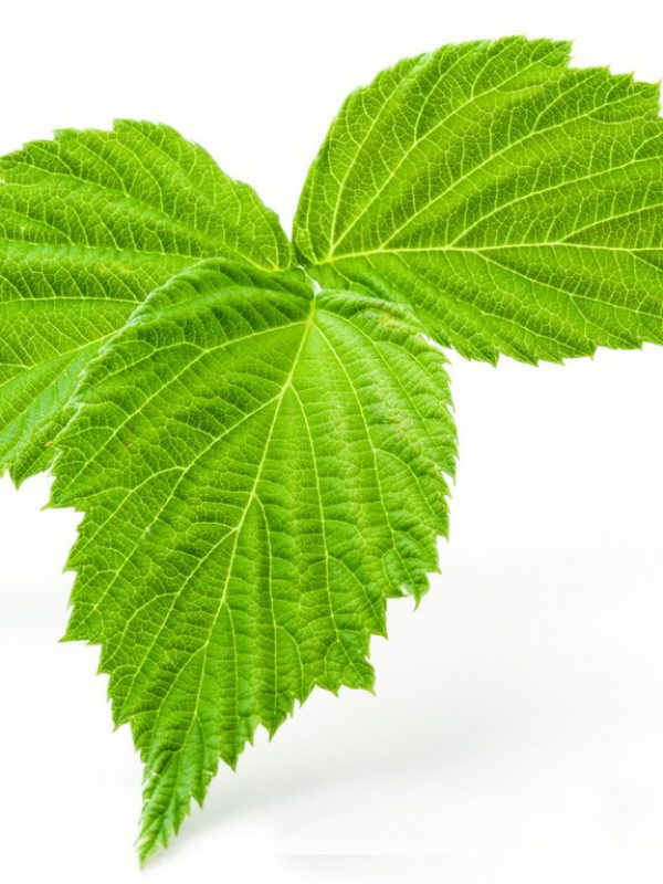 product_red-raspberry-leaf-1.jpg
