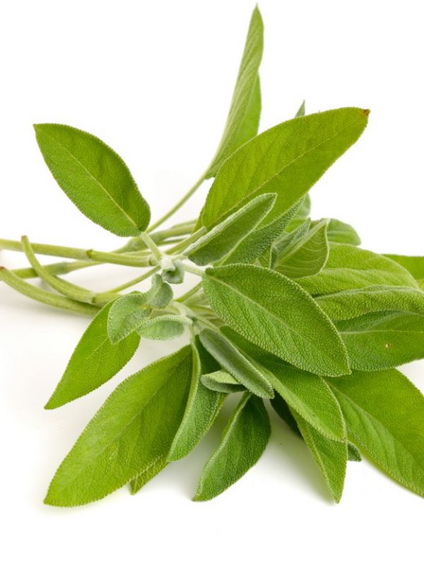 Sage Herb Salvia Officinalis (Sage) Leaf Extract BioBotanica