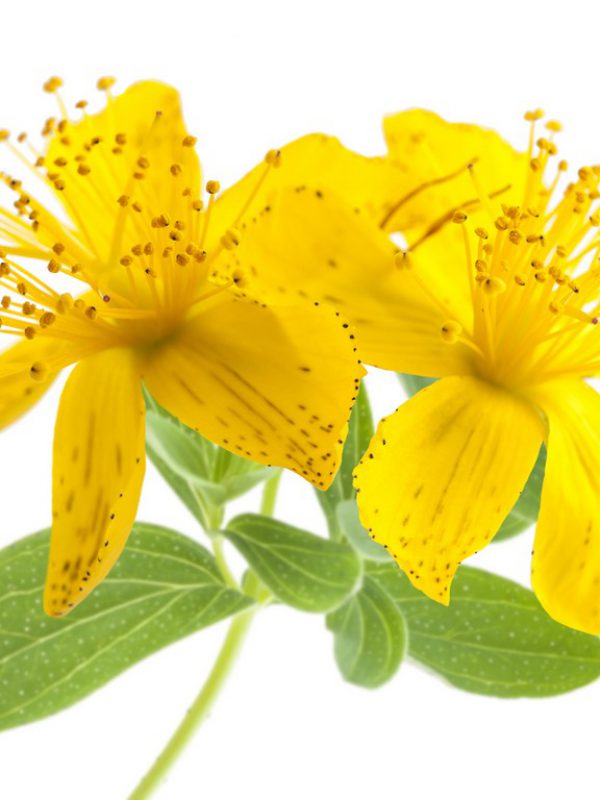 st-johns-wort.jpg